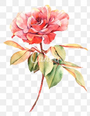 Pink Watercolor Flower - Rose Watercolor Painting Flower Photography PNG
