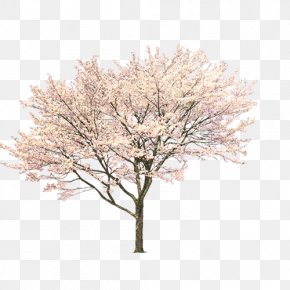 Tree PNG
