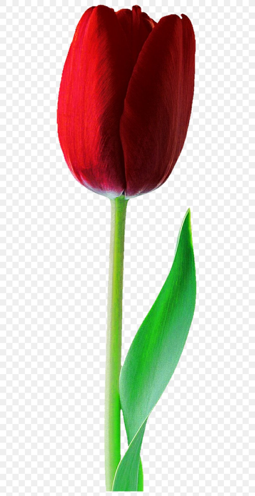 Tulip Cut Flowers Amaryllis Belladonna, PNG, 490x1591px, Tulip, Amaryllis, Amaryllis Belladonna, Arum, Close Up Download Free