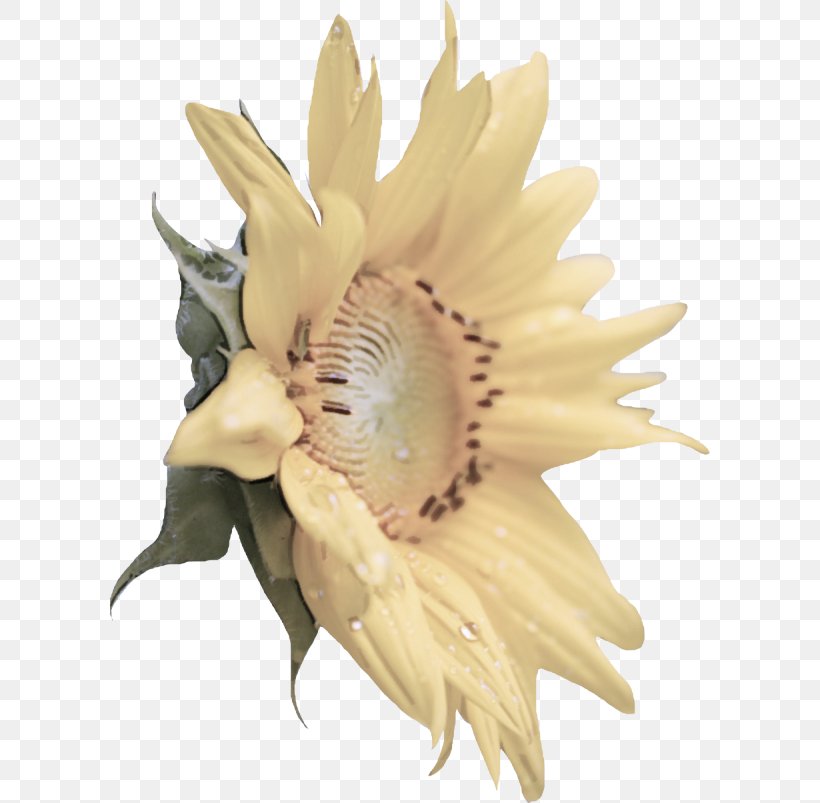 Sunflower, PNG, 600x803px, Flower, Beige, Flowering Plant, Petal, Plant Download Free