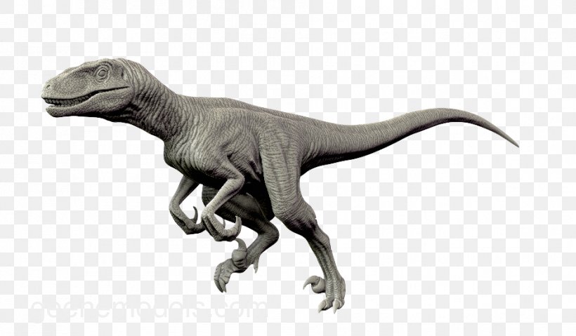 Velociraptor Utahraptor Allosaurus Dinosaur Giganotosaurus, PNG, 942x551px, Velociraptor, Allosaurus, Animal Figure, Animated Film, Carnosauria Download Free