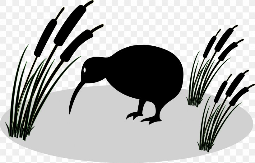 Bird Little Spotted Kiwi Great Spotted Kiwi Okarito Kiwi North Island Brown Kiwi, PNG, 1920x1227px, Bird, Beak, Cartoon, Drawing, European Water Shrew Download Free