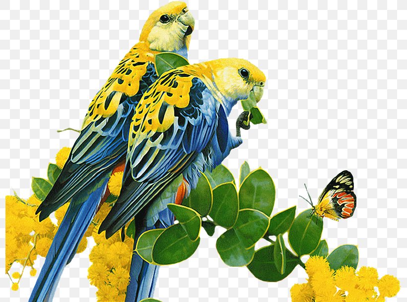 Bird Parrot Budgerigar Common Nightingale GIF, PNG, 798x609px, Bird, Animal, Animation, Beak, Bird Supply Download Free