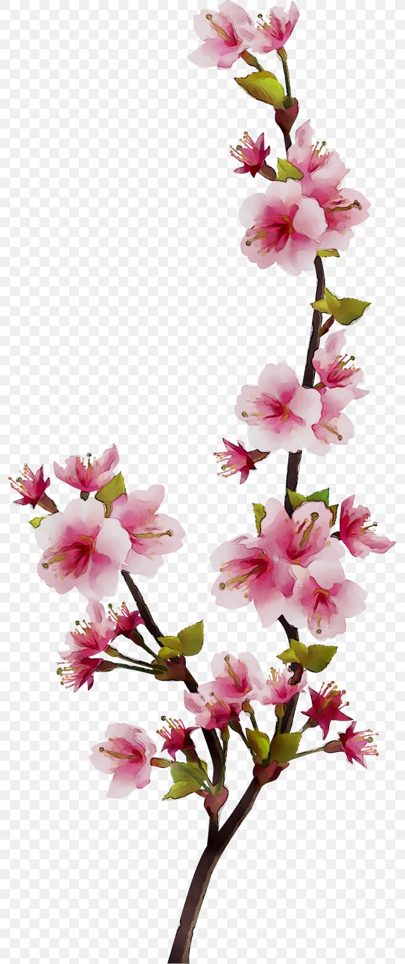 Floral Design Cut Flowers Cherry Blossom ST.AU.150 MIN.V.UNC.NR AD, PNG, 786x1952px, Floral Design, Artificial Flower, Blossom, Branch, Cherries Download Free