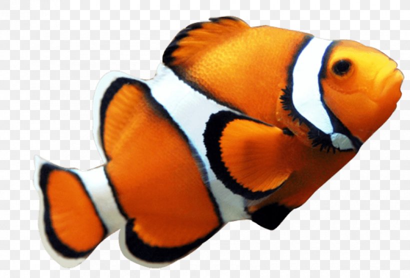 Orange Clownfish Clip Art Nemo, PNG, 850x577px, Watercolor, Cartoon, Flower, Frame, Heart Download Free