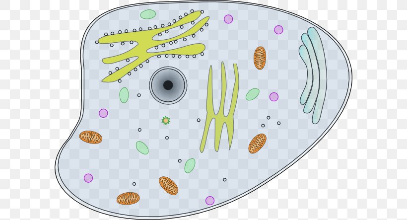 Animal Plant Cell Clip Art, PNG, 600x443px, Animal, Area, Cell, Cell Membrane, Cell Nucleus Download Free