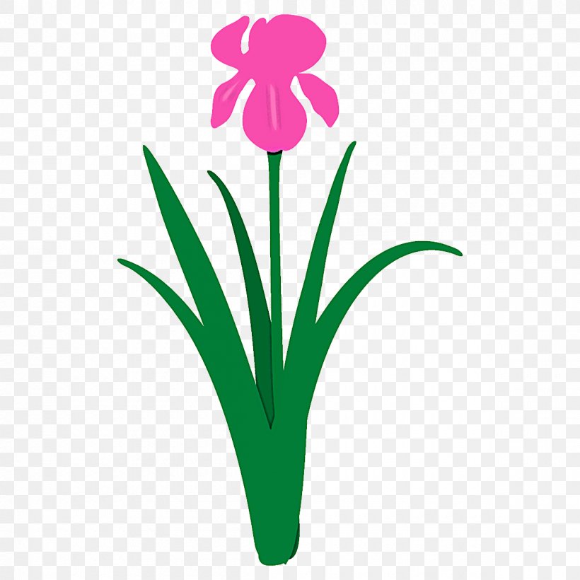 Flower Plant Petal Pedicel Grass, PNG, 1200x1200px, Flower, Grass, Pedicel, Petal, Plant Download Free