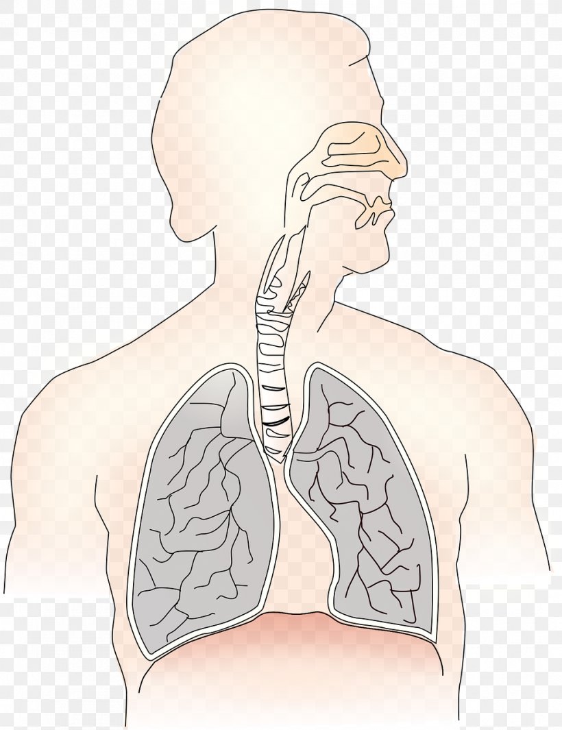 Respiratory System Breathing Respiratory Disease Respiratory Therapist Respiratory Tract, PNG, 985x1280px, Watercolor, Cartoon, Flower, Frame, Heart Download Free