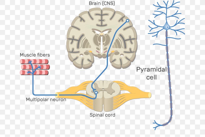 Somatic Nervous System Central Nervous System Motor Neuron Neural Pathway, PNG, 661x550px, Watercolor, Cartoon, Flower, Frame, Heart Download Free