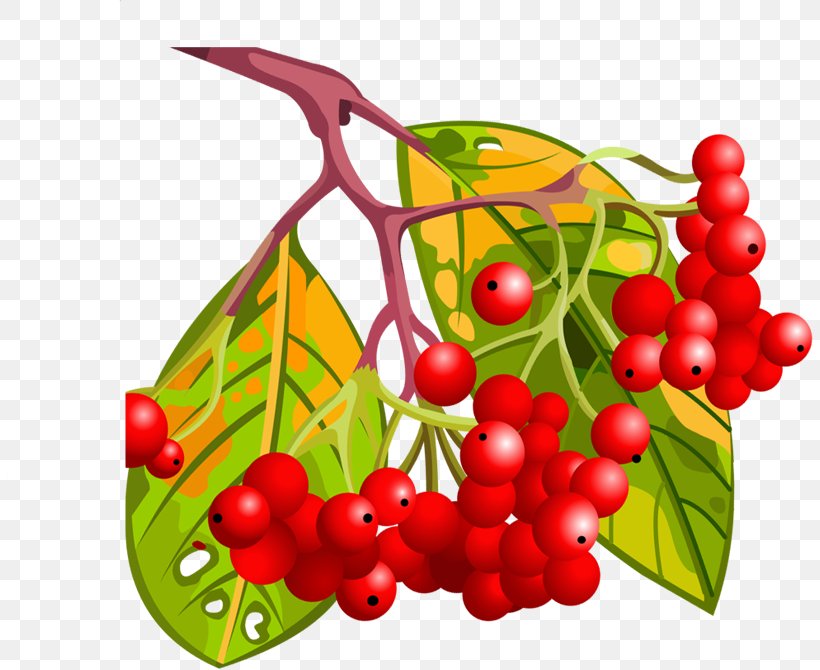 Berry Cartoon Fruit, PNG, 806x670px, Berry, Auglis, Cartoon, Cherry, Food Download Free