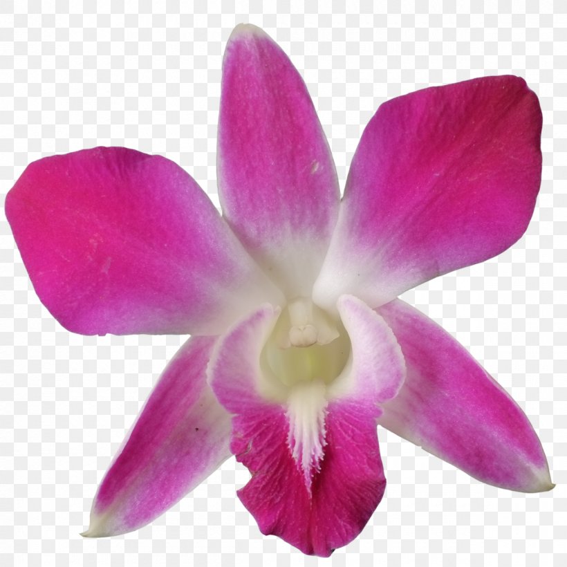 Crimson Cattleya Christmas Orchid Dendrobium Orchids Pigeon Orchid, PNG, 1200x1200px, Crimson Cattleya, Benih, Boat Orchid, Cattleya, Cattleya Labiata Download Free