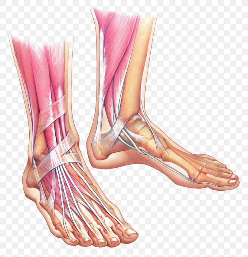 Foot Anatomy Muscle Ankle Bone, PNG, 1434x1484px, Watercolor, Cartoon, Flower, Frame, Heart Download Free
