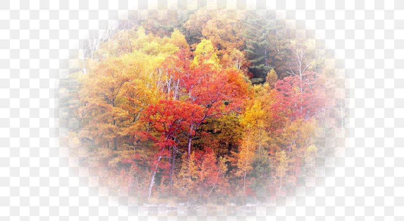 Forest Tree High-definition Television 1080p Landscape, PNG, 600x450px, 1610, Forest, Autumn, Autumn Leaf Color, Evergreen Forest Download Free