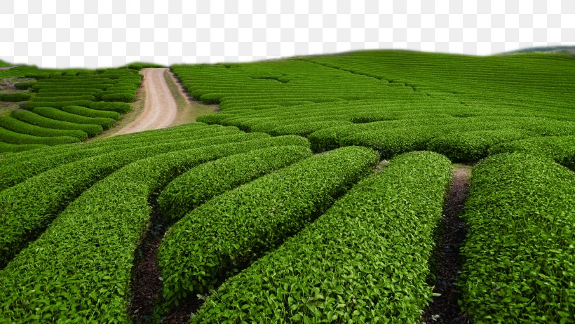 Green Tea Tieguanyin White Tea Chinese Tea, PNG, 2048x1155px, Tea, Agriculture, Black Tea, Camellia Sinensis, Chinese Tea Download Free