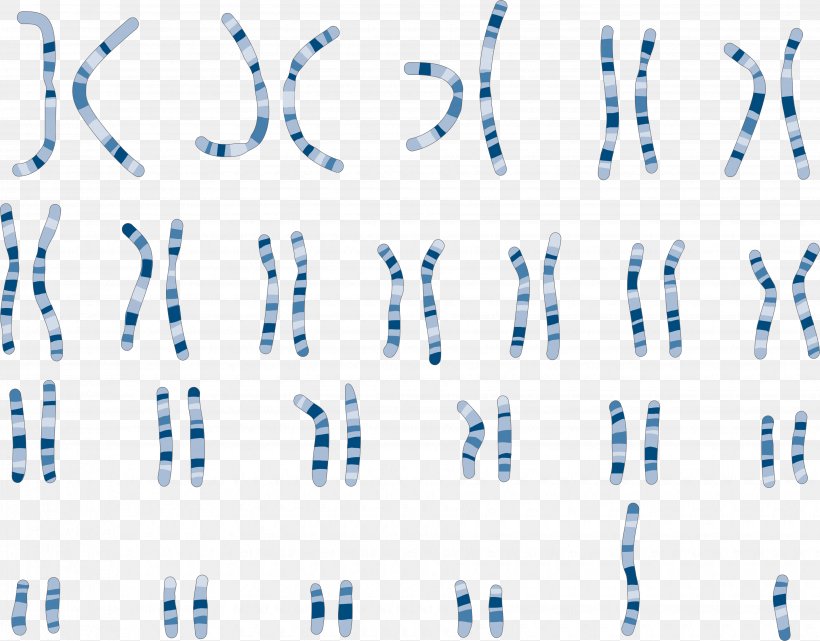 Karyotype Chromosome Genetics Comparative Genomic Hybridization, PNG, 3670x2872px, Watercolor, Cartoon, Flower, Frame, Heart Download Free