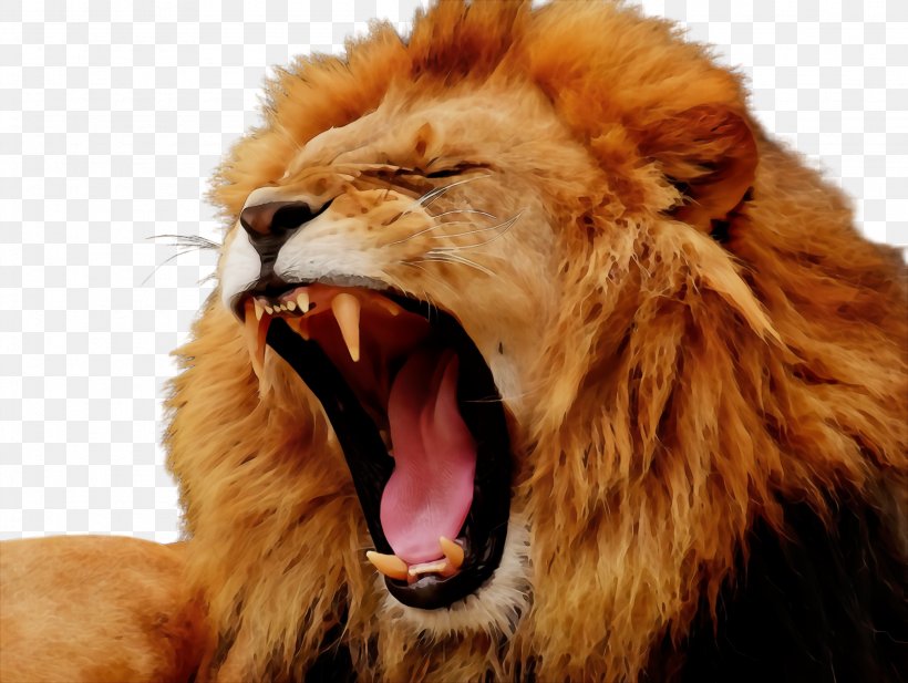 Lion Roar Masai Lion Facial Expression Wildlife, PNG, 2304x1736px, Watercolor, Big Cats, Facial Expression, Lion, Masai Lion Download Free