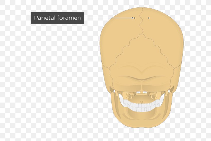 Parietal Bone Parietal Eminence Occipital Bone Anatomy, PNG, 745x550px, Parietal Bone, Anatomy, Atlas, Axial Skeleton, Bone Download Free