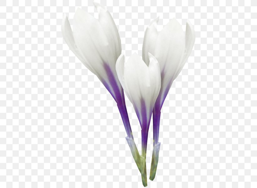 Petal Plant White, PNG, 433x600px, Petal, Crocus, Flower, Flowering Plant, Herbaceous Plant Download Free