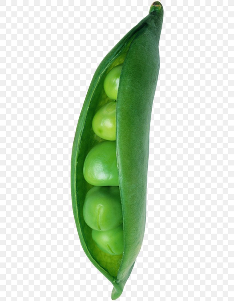 Snow Pea Green Broad Bean, PNG, 330x1055px, Snow Pea, Bean, Broad Bean, Commodity, Food Download Free