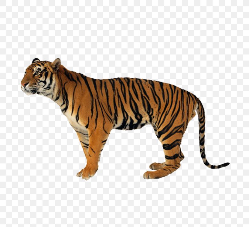 Tiger Lion Leopard Felidae Cat, PNG, 750x750px, Tiger, Big Cat, Big Cats, Carnivoran, Cat Download Free
