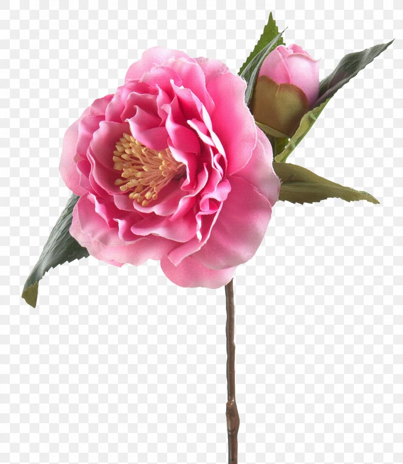 Cabbage Rose Garden Roses Яндекс.Фотки Cut Flowers, PNG, 1391x1600px, Cabbage Rose, Artificial Flower, Author, Camellia, Cut Flowers Download Free