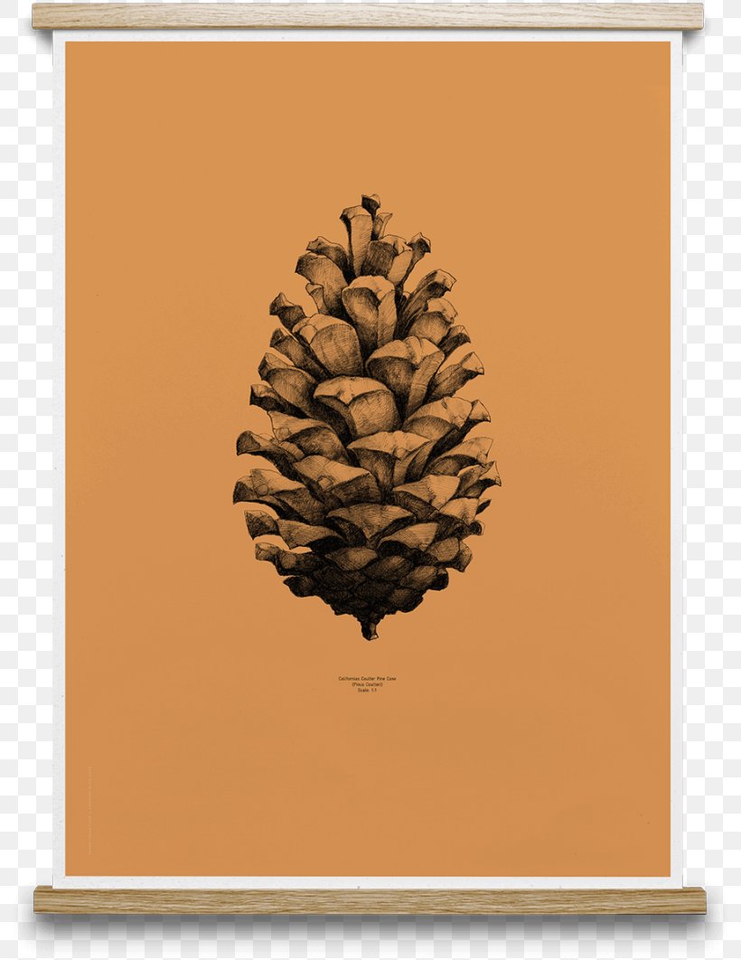 Coulter Pine Conifer Cone Poster Drawing Paper Collective, PNG, 802x1062px, Coulter Pine, Art, Cone, Conifer Cone, Drawing Download Free