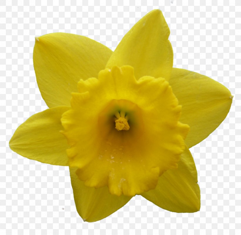 Daffodil Narcissus Flower, PNG, 904x883px, Daffodil, Amaryllis, Amaryllis Family, Art, Flower Download Free