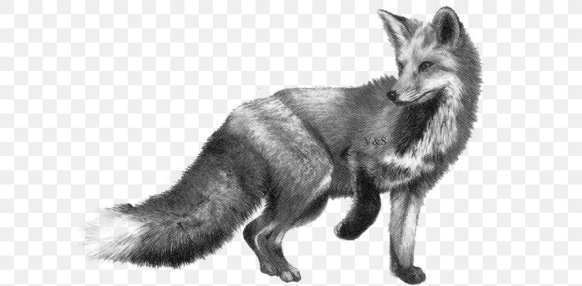 Drawing Pencil Fox Sketch, PNG, 600x403px, Drawing, Art, Black And White, Canis Lupus Tundrarum, Carnivoran Download Free