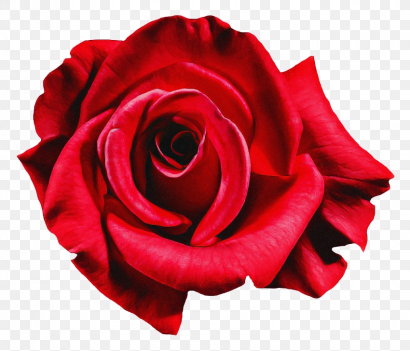 Garden Roses, PNG, 850x728px, Flower, Floribunda, Flowering Plant, Garden Roses, Hybrid Tea Rose Download Free