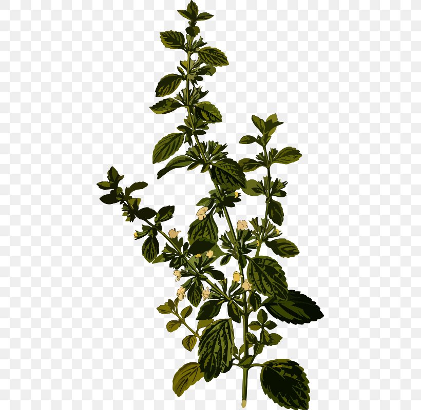 Lemon Balm Tea Herb Carmelite Water Officinalis, PNG, 443x800px, Lemon Balm, Branch, Carmelite Water, Herb, Hyssop Download Free