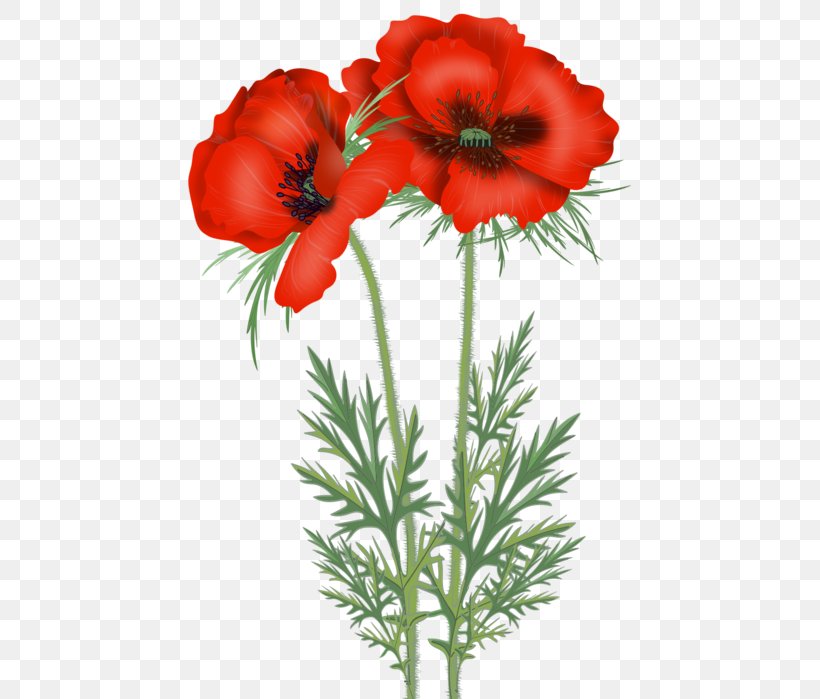 Poppy Cut Flowers Clip Art, PNG, 443x699px, Poppy, Anemone, Annual Plant, Blog, Coquelicot Download Free