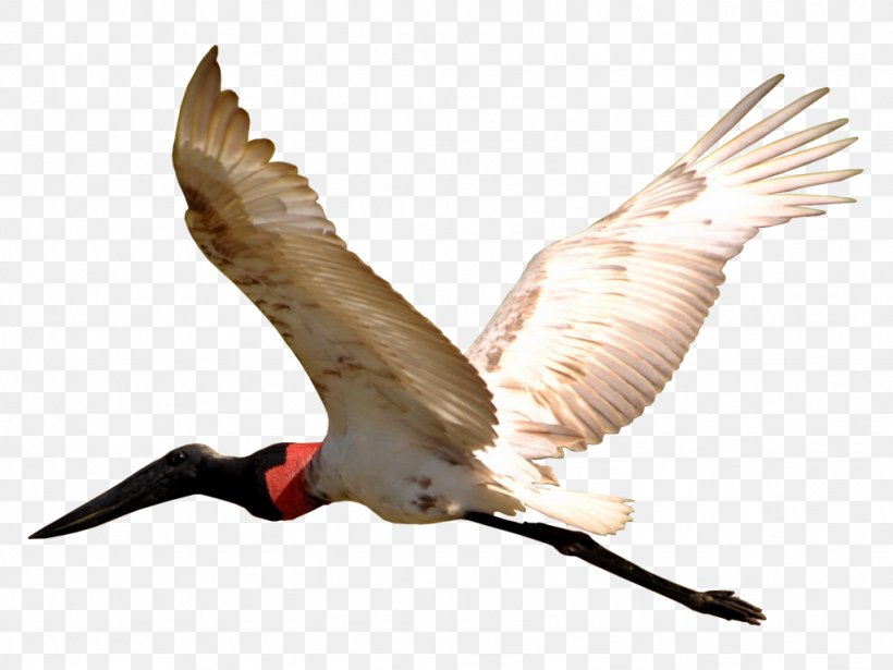 Bird Jabiru Pantanal Beak Wing, PNG, 1024x768px, Bird, Animal, Avengers Infinity War, Beak, Crane Download Free