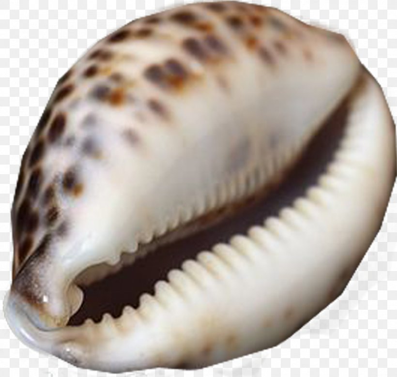 Clam Cockle Seashell Sea Snail Conchology, PNG, 1104x1049px, Clam, Animal, Clams Oysters Mussels And Scallops, Cockle, Conch Download Free