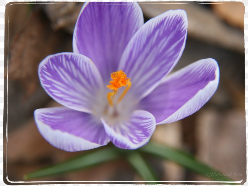 Crocus Violet Purple Iridaceae Flower, PNG, 2949x2212px, Crocus, Family, Flora, Flower, Flowering Plant Download Free