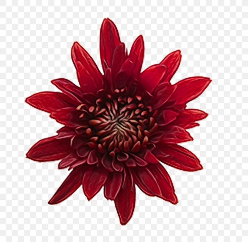 Flower Red Petal Plant Dahlia, PNG, 800x800px, Watercolor, Dahlia, Daisy Family, Flower, Gazania Download Free