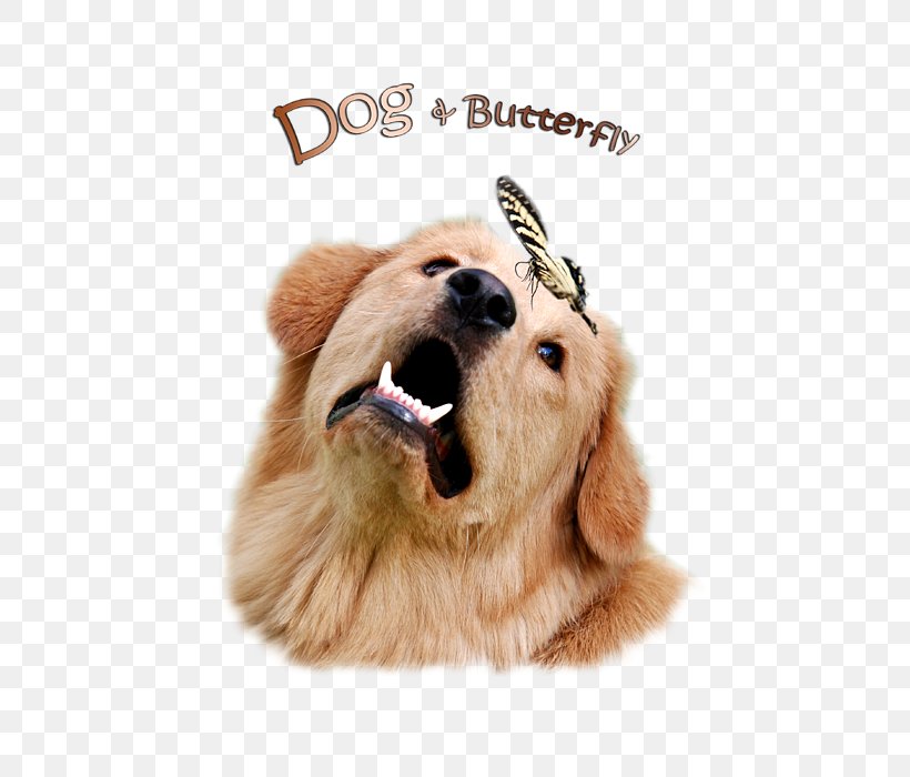 Golden Retriever Puppy Dog Breed Companion Dog, PNG, 525x700px, Golden Retriever, Breed, Canvas, Canvas Print, Carnivoran Download Free