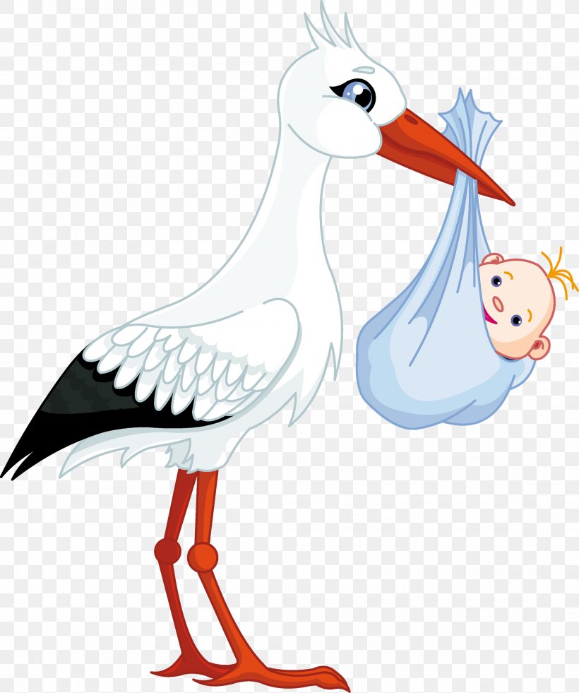 Ciconia Infant Stock Photography Clip Art, PNG, 2071x2479px, Ciconia, Art, Artwork, Beak, Bird Download Free