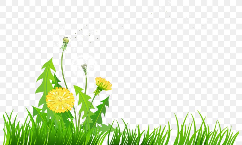 Dandelion Meadow Clip Art, PNG, 800x492px, Dandelion, Common Daisy, Daisy, Data Compression, Flora Download Free
