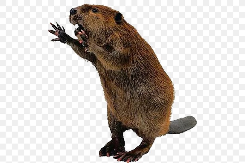 North American Beaver Beaver Attack Beaver Dam Daggett Beaver Rodent, PNG, 500x545px, North American Beaver, Beaver, Beaver Attack, Bit, Fauna Download Free