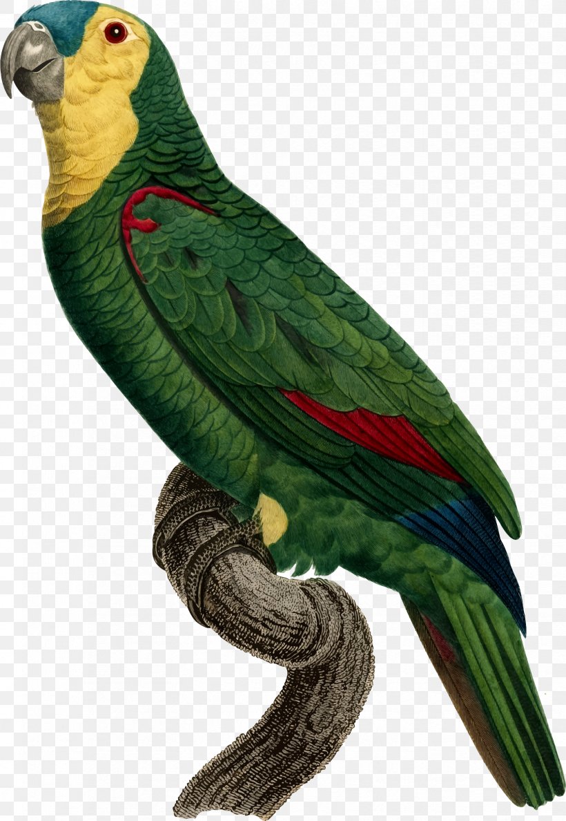 Parrot Bird Macaw Perroquet, PNG, 1656x2400px, Parrot, Art, Beak, Bird, Common Pet Parakeet Download Free