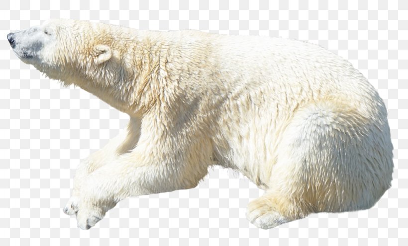 Polar Bear Clip Art, PNG, 1024x620px, Polar Bear, Bear, Brown Bear, Carnivoran, Display Resolution Download Free