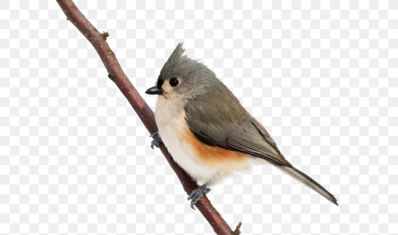 Cute Birds Common Nightingale, PNG, 600x484px, Bird, American Sparrows, Beak, Branch, Chickadee Download Free