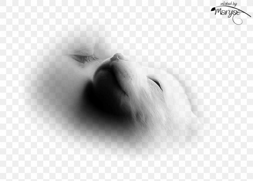 Dog Puppy Whiskers Snout Canidae, PNG, 935x669px, Dog, Animal, Black And White, Canidae, Carnivora Download Free