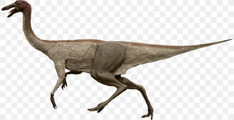 Gallimimus Moab Giants Velociraptor Common Ostrich, PNG, 1040x535px, Gallimimus, Animal Figure, Beak, Camarasaurus, Coelophysis Download Free
