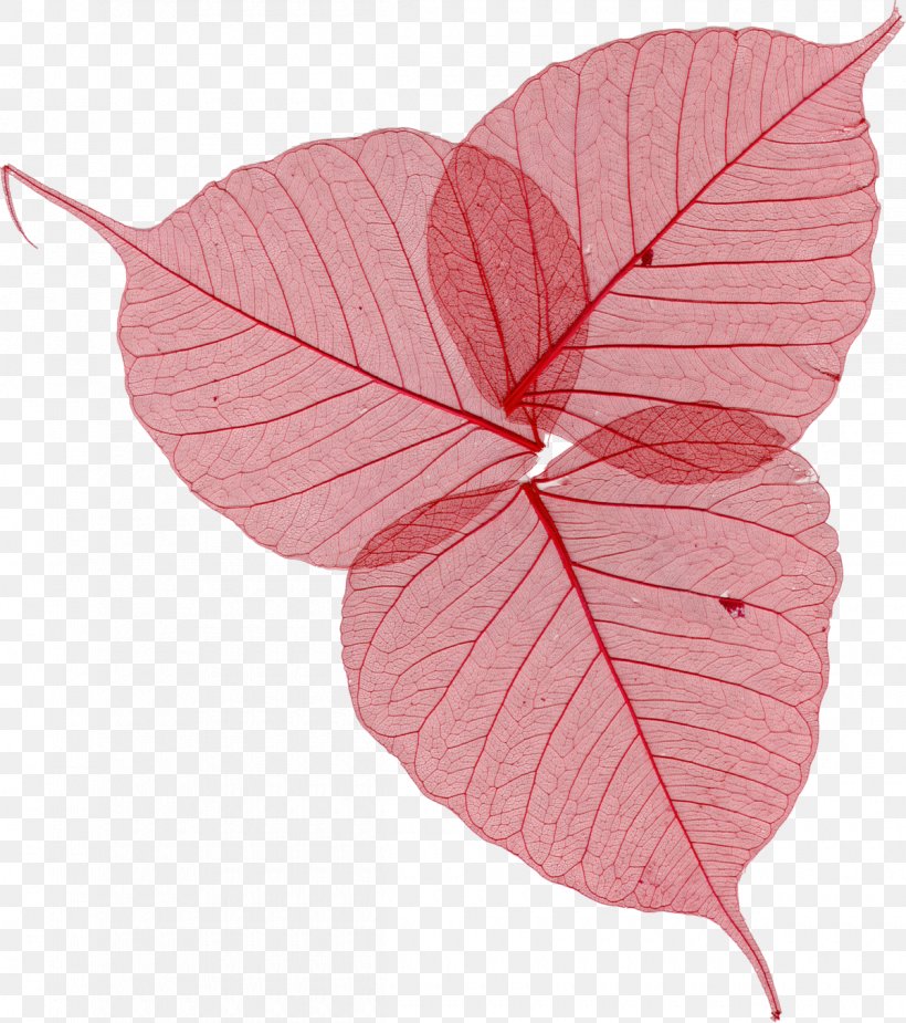 Leaf Image Clip Art Download, PNG, 1200x1355px, Leaf, Anthurium, Autumn, Autumn Leaf Color, Botany Download Free