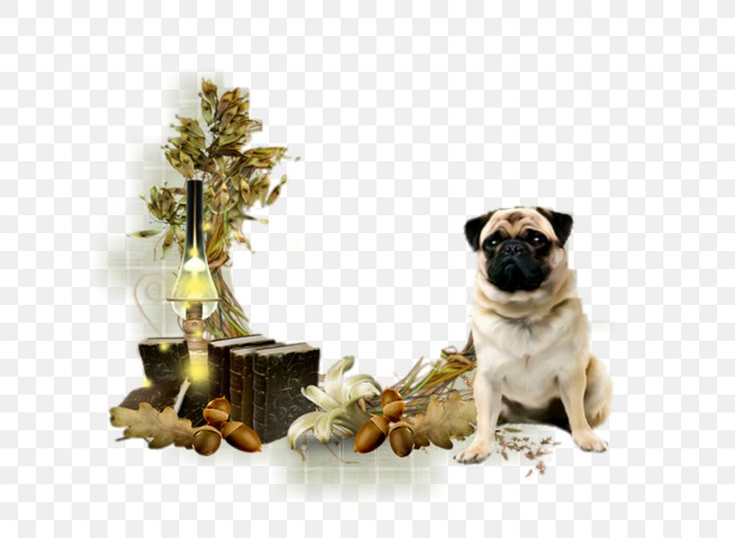Pug Dog Breed Companion Dog Toy Dog Snout, PNG, 614x600px, Pug, Breed, Carnivoran, Companion Dog, Dog Download Free