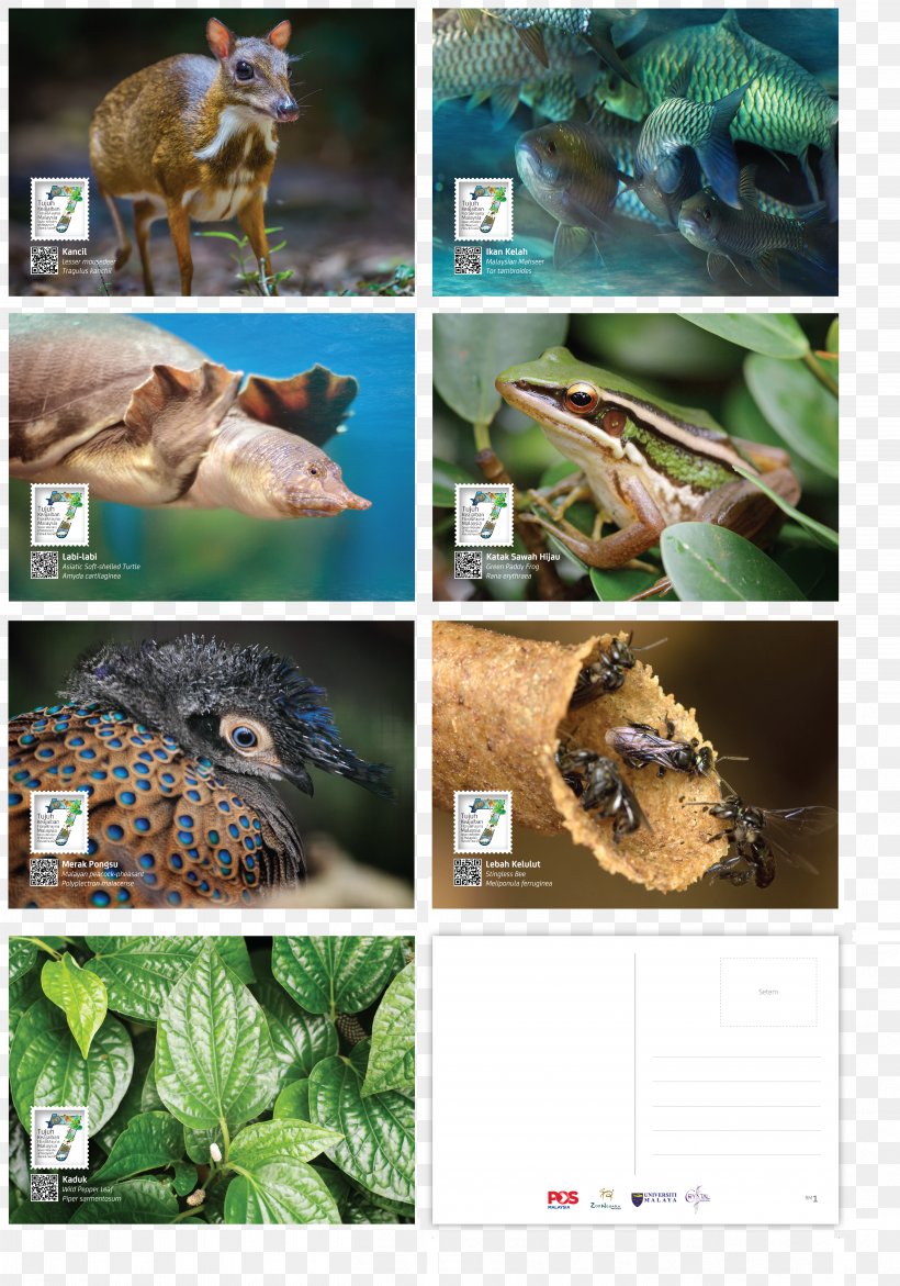 Wildlife Fauna Ecosystem Reptile, PNG, 5208x7442px, Wildlife, Ecosystem, Extinction, Fauna, Flora Download Free