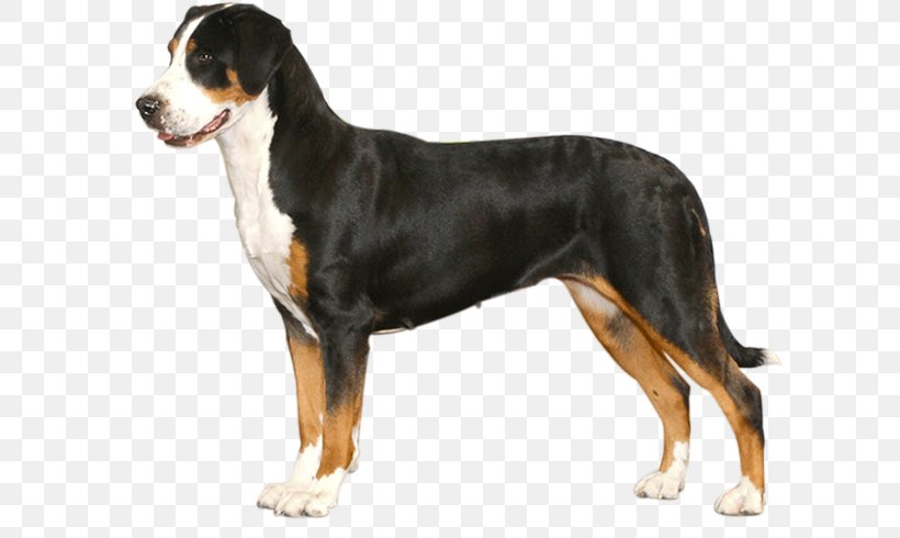 Dog Breed Greater Swiss Mountain Dog Entlebucher Mountain Dog Bernese Mountain Dog Appenzeller Sennenhund, PNG, 610x490px, Dog Breed, American Kennel Club, Appenzeller Sennenhund, Bernese Mountain Dog, Breed Download Free