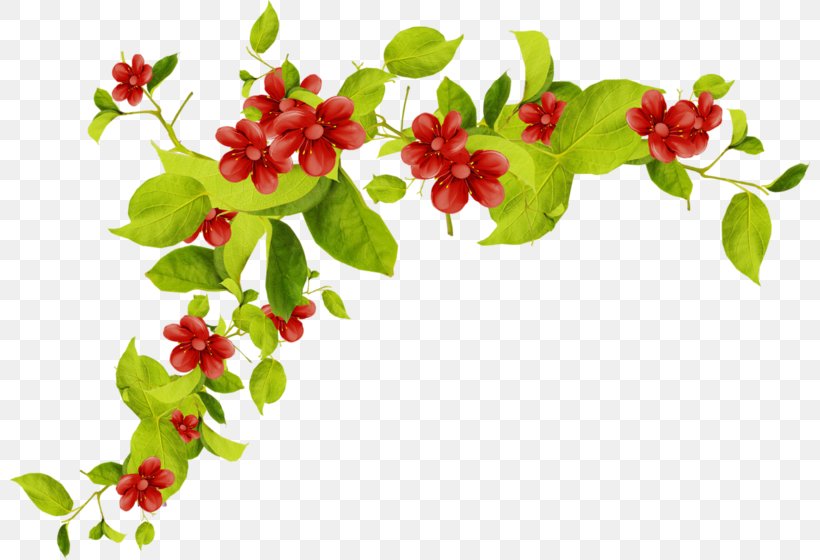 Drawing Of Family, PNG, 800x560px, Cartoon, Acerola Family, Arctostaphylos, Arctostaphylos Uvaursi, Artificial Flower Download Free
