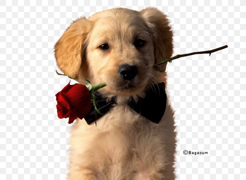 Golden Retriever Puppy Labrador Retriever Dachshund Siberian Husky, PNG, 750x600px, Golden Retriever, Animal, Carnivoran, Companion Dog, Cuteness Download Free